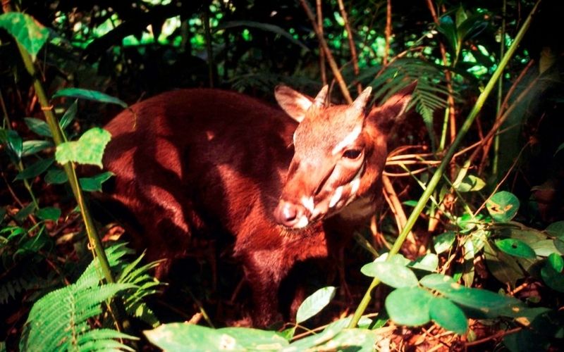 Sao la ăn thực vật, sống đơn độc hoặc theo cặp trong rừng nhiệt đới ẩm