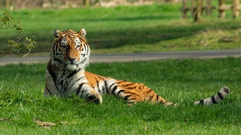 Hổ Amur được công nhận là loài mèo lớn nhất thế giới