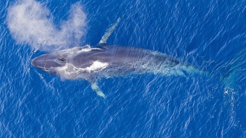 Cá voi xanh phân bố ở hầu hết các đại dương lớn Cá voi xanh phân bố ở hầu hết các đại dương lớn