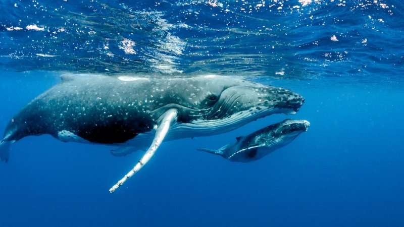 Cá voi xanh được xếp vào danh sách loài Nguy cấp Cá voi xanh được xếp vào danh sách loài Nguy cấp