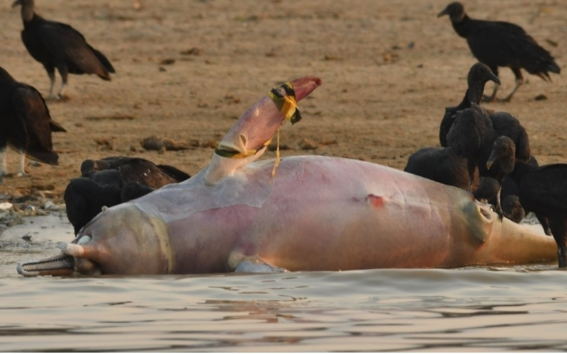 Cá heo hồng Amazon đang bị đe dọa nghiêm trọng và cần bảo vệ