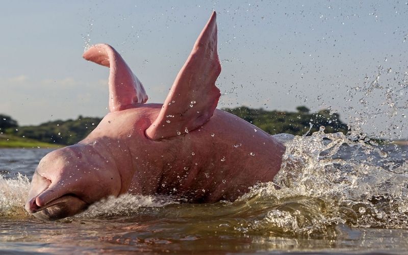Màu hồng của cá heo Amazon chịu ảnh hưởng bởi tuổi tác, cảm xúc và môi trường sống