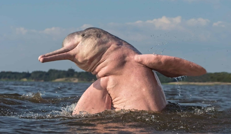 Cá heo hồng sống ở đâu? Khám phá sự thật về "viên ngọc" của những dòng sông