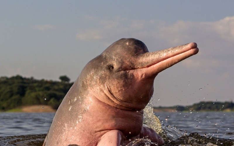  Cá heo hồng chủ yếu sống ở sông Amazon và sông Orinoco, Nam Mỹ