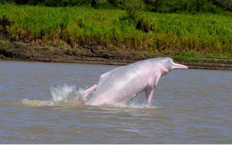 Cá heo hồng là động vật hoang dã, không thể nuôi làm cảnh