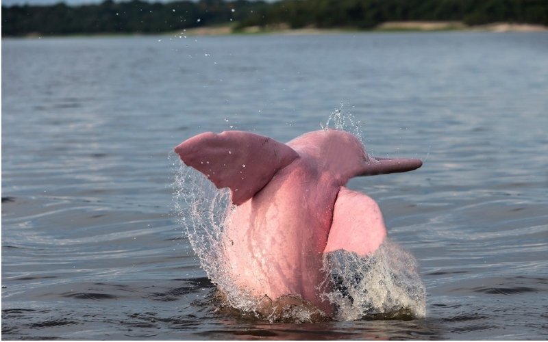 Cá heo sông Amazon nổi bật với cơ thể linh hoạt, trí thông minh và tính tò mò cao