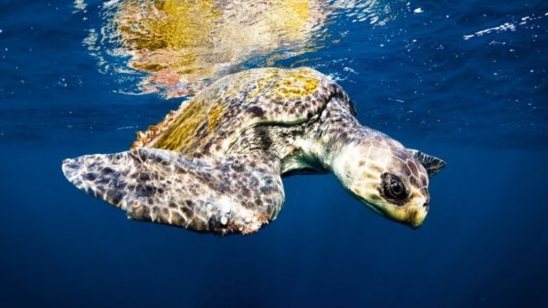 Rùa Đầu To có kích thước nhỏ nhất, với mai hình vòm và thường có màu xanh ô-liu