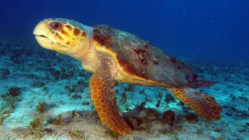 Rùa Quản Đồng có đặc điểm là chiếc đầu to và hàm khỏe