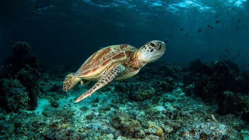 Đồi Mồi là loài rùa biển có chiếc mỏ nhọn như chim ưng và mai có hoa văn đẹp mắt