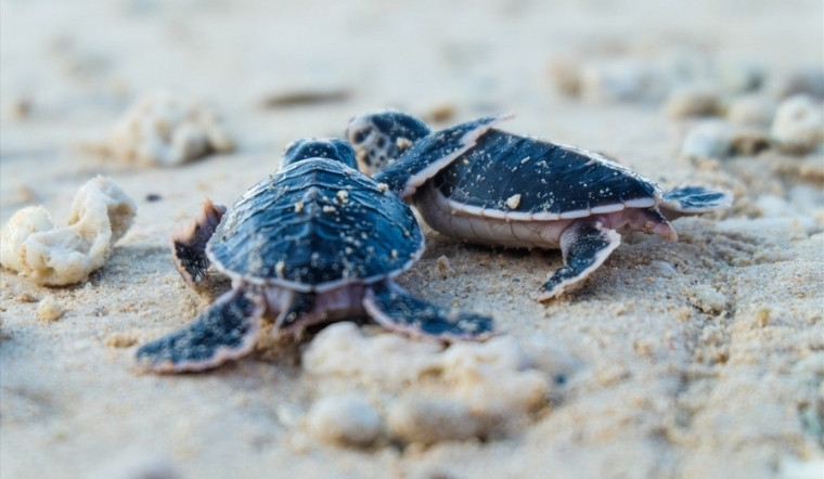 Các loài rùa biển ở Việt Nam: Cách nhận biết và thực trạng bảo tồn