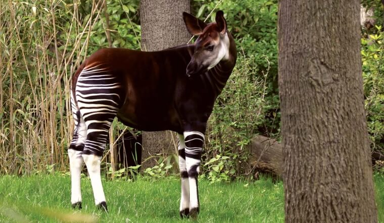 Okapi là con gì? Khám phá loài động vật kỳ lạ giống "hươu cao cổ lai ngựa vằn"