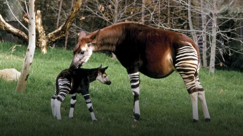 Sự tích về Okapi