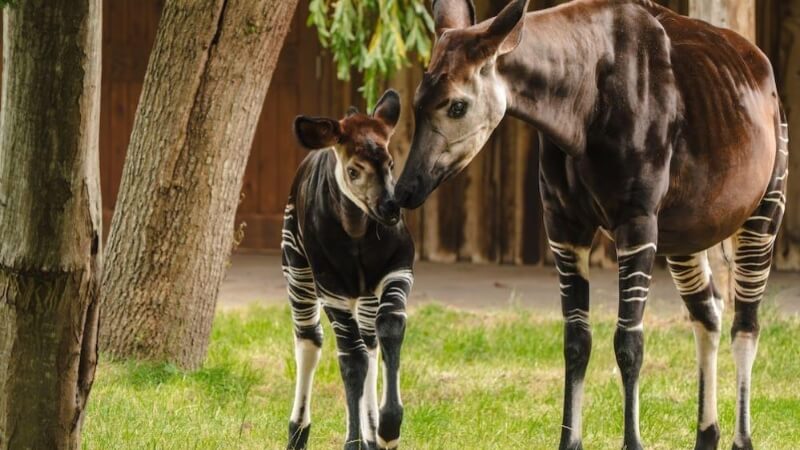 Okapi đang gặp nguy cơ gì? Tình trạng bảo tồn loài