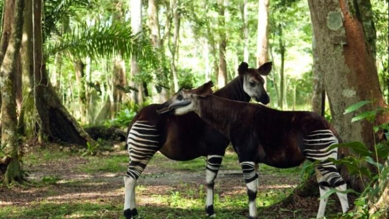 Okapi là con gì?