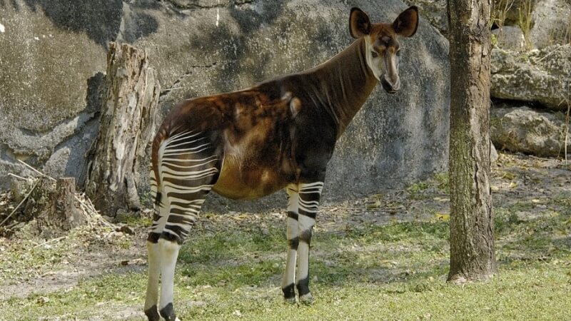 Môi trường sống của Okapi