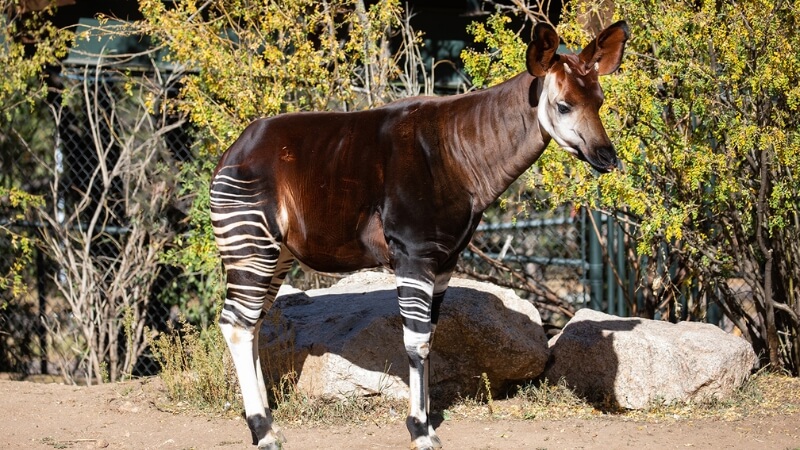 Đặc điểm ngoại hình và phân loại khoa học