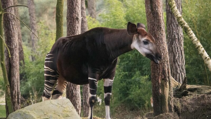 Lịch sử khám phá