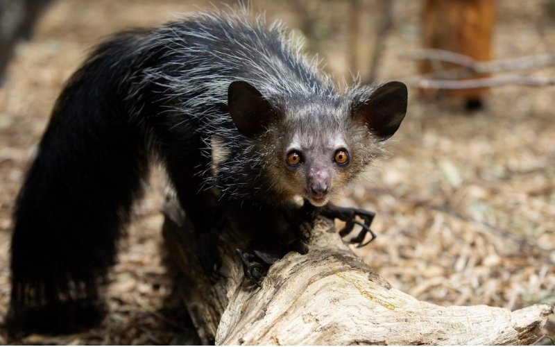 Aye-aye là loài ăn tạp, đặc biệt ưa ấu trùng côn trùng trong gỗ Aye-aye là loài ăn tạp, đặc biệt ưa ấu trùng côn trùng trong gỗ