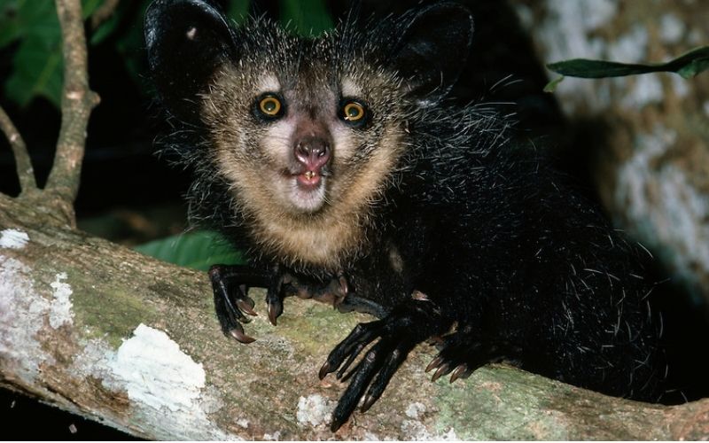 Lịch sử khám phá Aye-aye hé mở hành trình khoa học nhận diện loài linh trưởng kỳ lạ này Lịch sử khám phá Aye-aye hé mở hành trình khoa học nhận diện loài linh trưởng kỳ lạ này