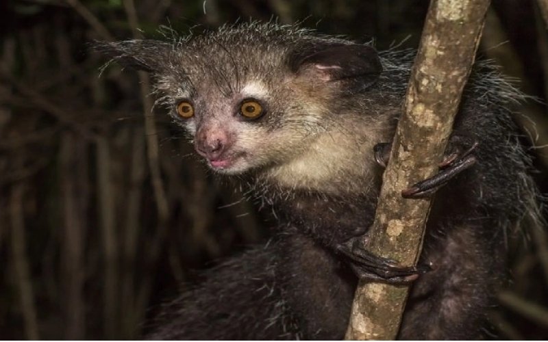 Ngoại hình Aye-aye kỳ lạ với ngón tay giữa dài, mắt to và đuôi rậm Ngoại hình Aye-aye kỳ lạ với ngón tay giữa dài, mắt to và đuôi rậm