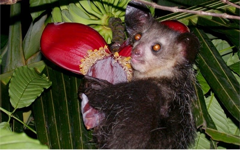 Aye-aye ăn trái cây, hạt, mật hoa và ấu trùng trong thân cây Aye-aye ăn trái cây, hạt, mật hoa và ấu trùng trong thân cây