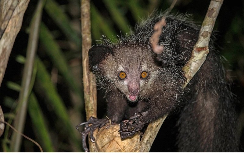 Aye-aye sinh sống chủ yếu trên cây cao trong rừng Madagascar Aye-aye sinh sống chủ yếu trên cây cao trong rừng Madagascar