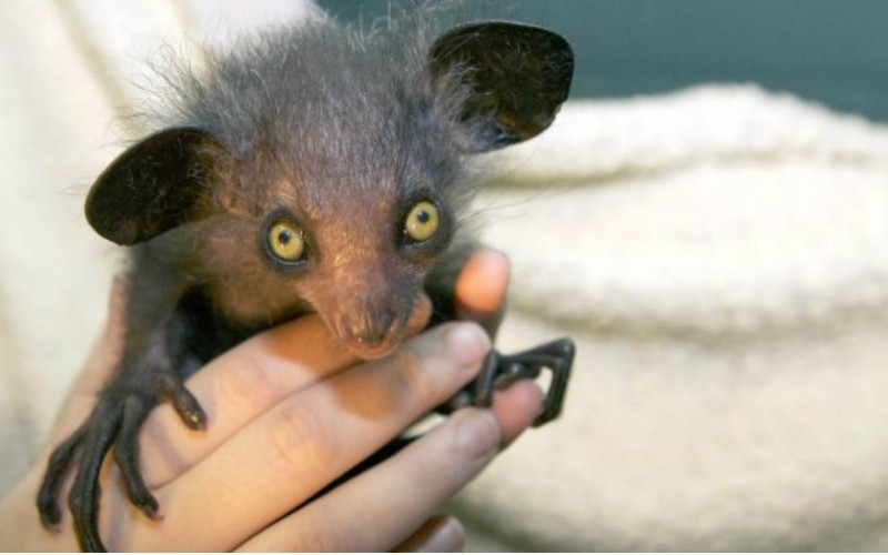 Aye-aye đang bị đe dọa nghiêm trọng bởi nạn phá rừng và săn bắt mê tín Aye-aye đang bị đe dọa nghiêm trọng bởi nạn phá rừng và săn bắt mê tín