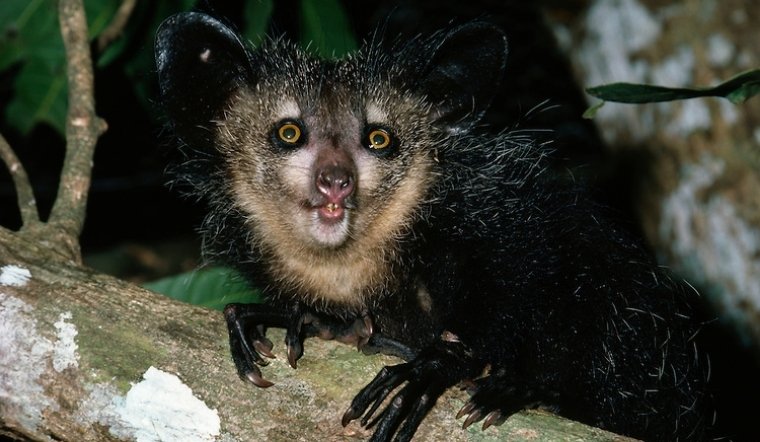 Aye-aye là con gì? Loài linh trưởng "xấu xí" nhất thế giới với ngón tay kỳ lạ