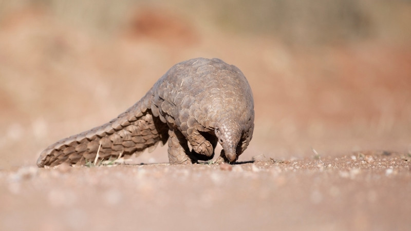 Con tê tê chủ yếu ăn kiến, mối và ấu trùng côn trùng Con tê tê chủ yếu ăn kiến, mối và ấu trùng côn trùng