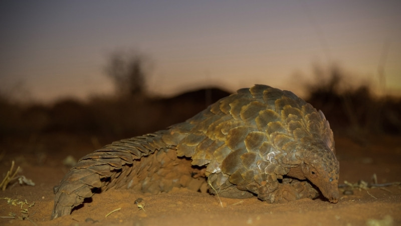 Tê tê săn mồi bằng lưỡi dài dính và móng vuốt khỏe để đào tổ mối, bắt kiến trong đêm Tê tê săn mồi bằng lưỡi dài dính và móng vuốt khỏe để đào tổ mối, bắt kiến trong đêm