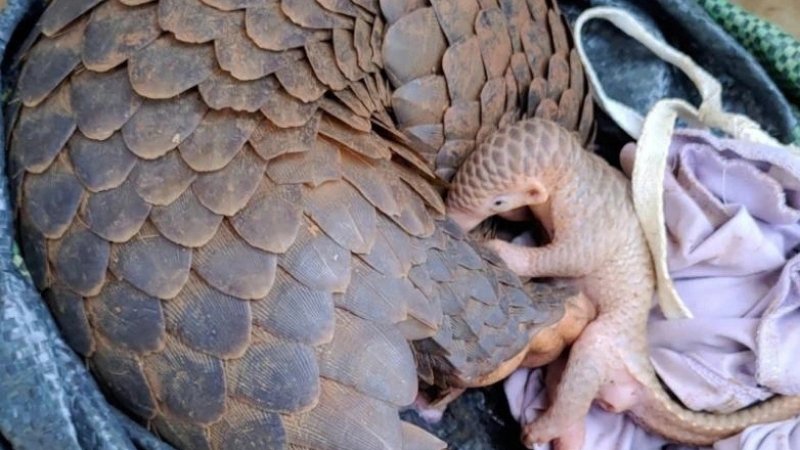 Tê tê con bú sữa mẹ trong vài tháng đầu rồi học cách săn kiến và mối khi lớn hơn Tê tê con bú sữa mẹ trong vài tháng đầu rồi học cách săn kiến và mối khi lớn hơn