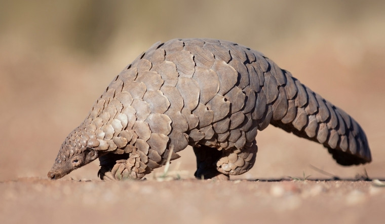 Con tê tê ăn gì? Đặc điểm của loài thú có vảy kỳ lạ nhất hành tinh