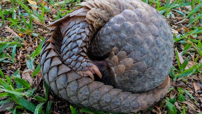 Tê tê cuộn tròn khi gặp nguy hiểm Tê tê cuộn tròn khi gặp nguy hiểm