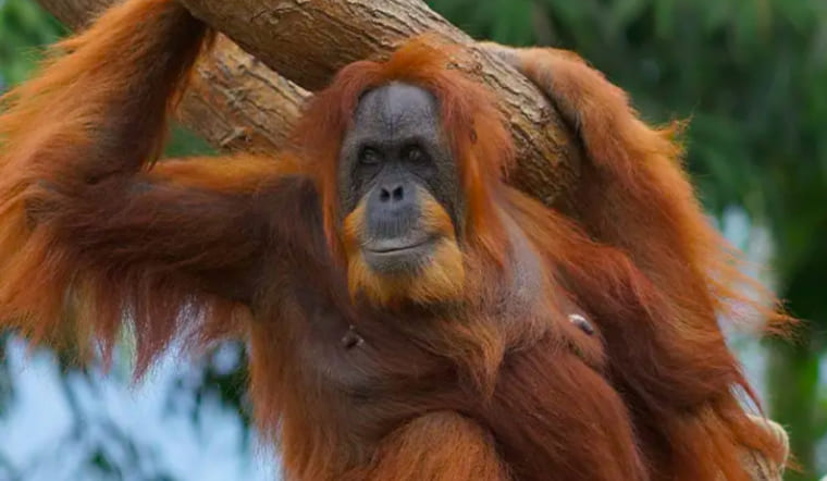 Đười ươi Sumatra là gì? Khám phá loài linh trưởng gần gũi nhất với con người