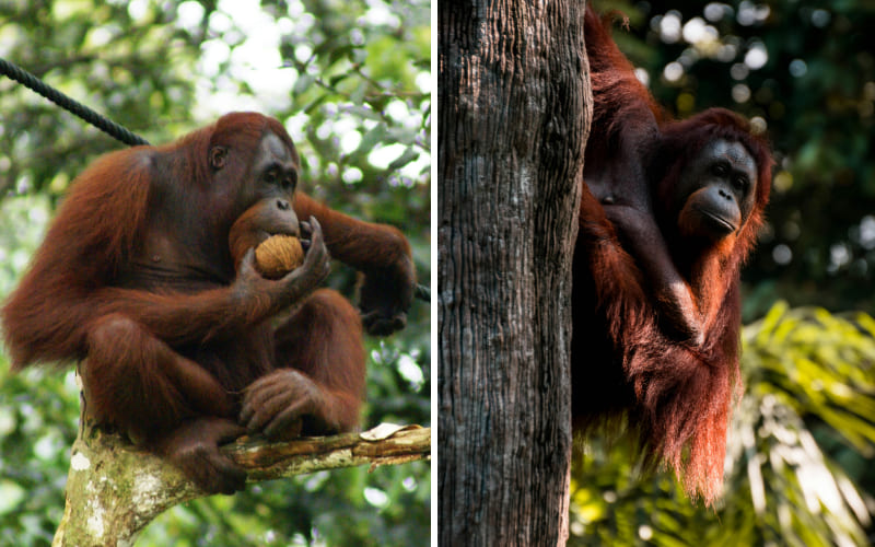 Tập tính sinh học và hành vi của đười ươi Sumatra Tập tính sinh học và hành vi của đười ươi Sumatra