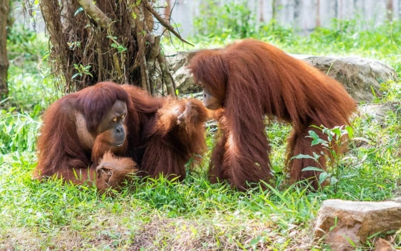 Đặc điểm nhận dạng của đười ươi Sumatra Đặc điểm nhận dạng của đười ươi Sumatra
