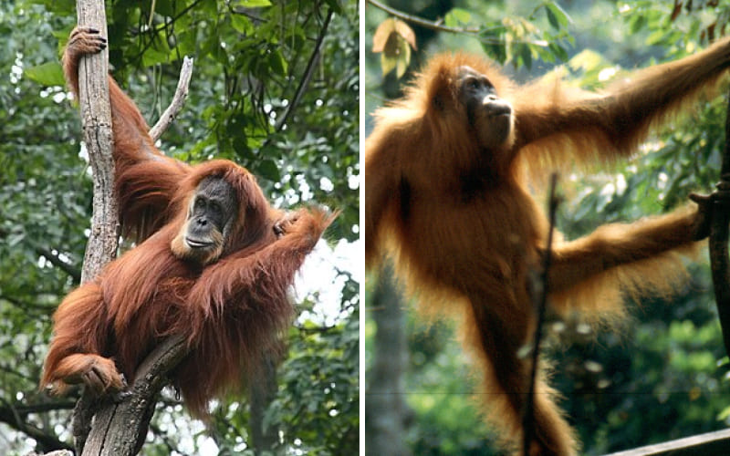 Đười ươi Sumatra là gì? Đười ươi Sumatra là gì?