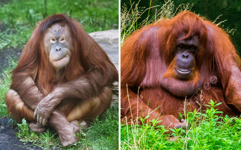 Sự khác biệt giữa đười ươi Sumatra và đười ươi Borneo Sự khác biệt giữa đười ươi Sumatra và đười ươi Borneo