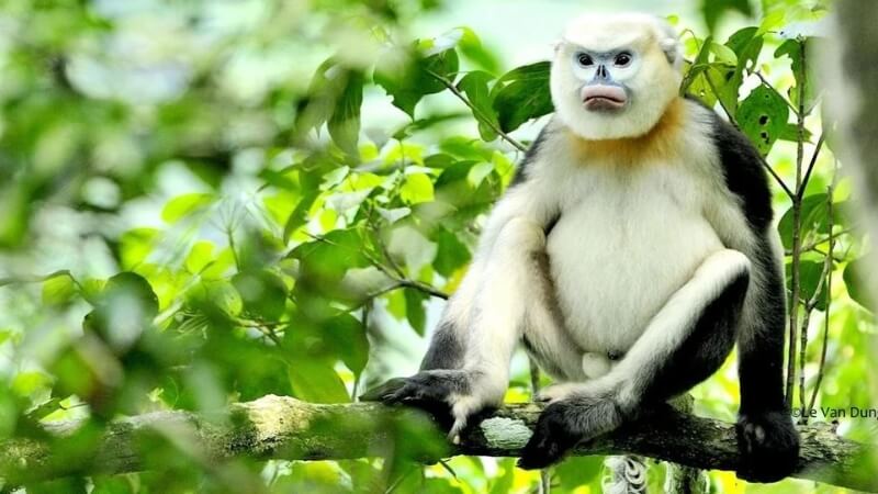 Voọc mũi hếch là gì?