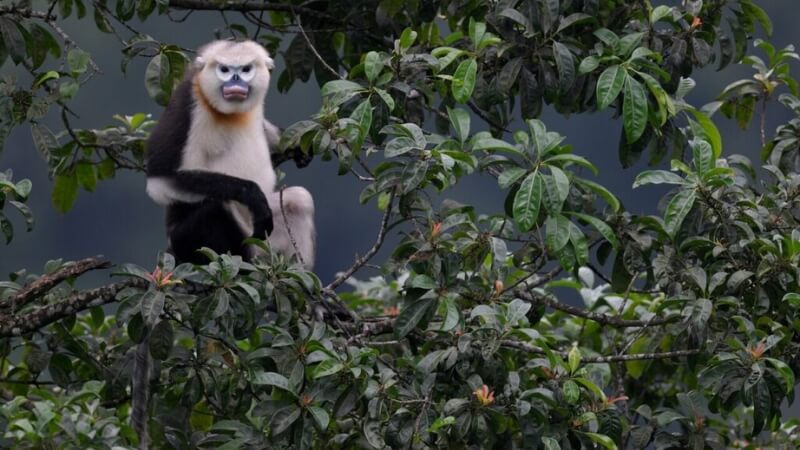 Voọc mũi hếch là gì?