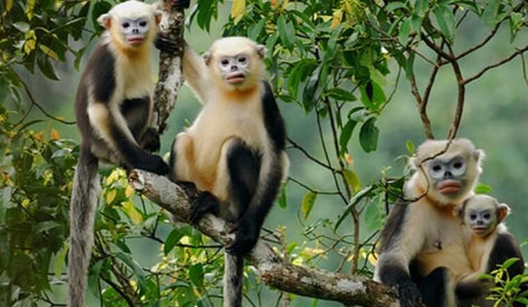 Voọc mũi hếch - "Báu vật" rừng xanh Việt Nam và những điều cần biết