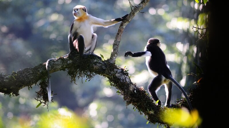 Đặc điểm ngoại hình