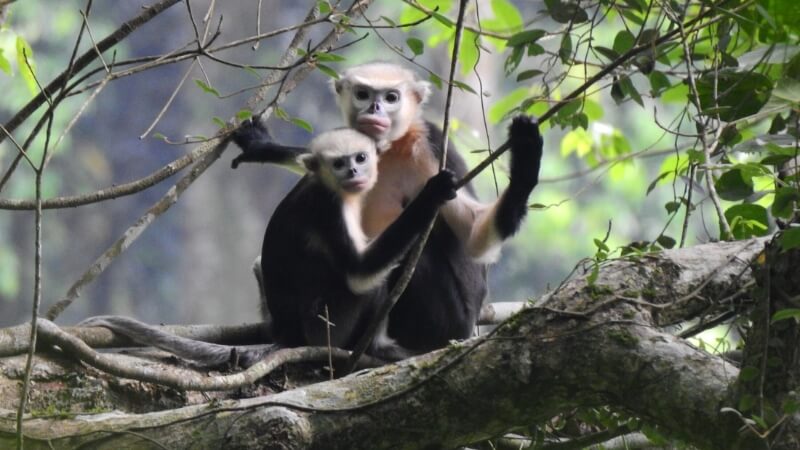 Tập tính sinh hoạt và xã hội của voọc mũi hếch