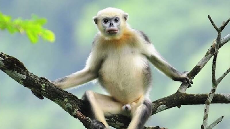 Tại sao voọc mũi hếch lại sắp tuyệt chủng?