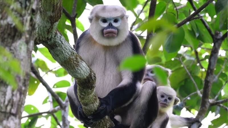 Voọc mũi hếch là gì?