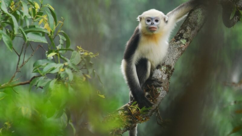 Môi trường sống và phân bố của voọc mũi hếch