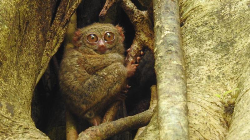 Lịch sử khám phá loài khỉ lùn Lịch sử khám phá loài khỉ lùn