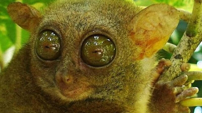 Tại sao khỉ lùn Tarsier có mắt to như vậy? Tại sao khỉ lùn Tarsier có mắt to như vậy?