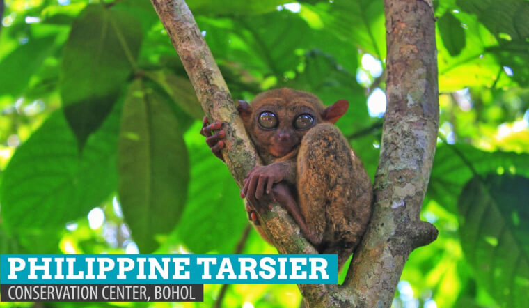 Khỉ lùn Tarsier là gì? Cùng tìm hiểu loài linh trưởng nhỏ nhất thế giới