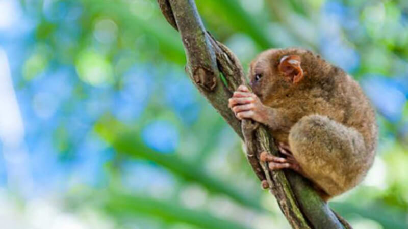 Khỉ lùn Tarsier đang gặp nguy cơ gì? Khỉ lùn Tarsier đang gặp nguy cơ gì?